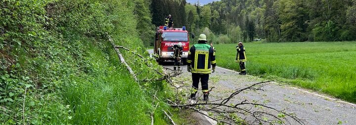 Baum über Kreisstraße 6140