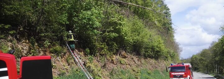 Baum hängt über Kreisstraße