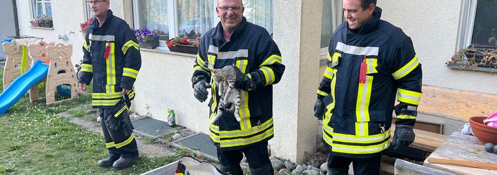 Katze in Fenster eingeklemmt