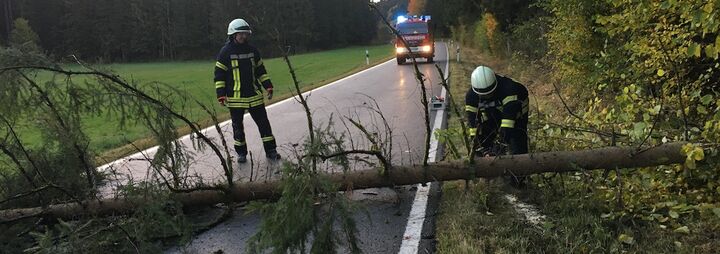 Bäume über Fahrbahn