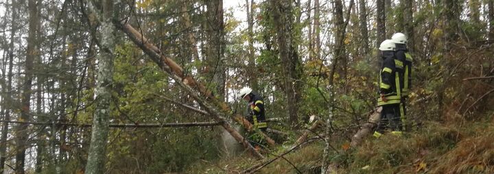 Bäume drohen auf Straße zu fallen