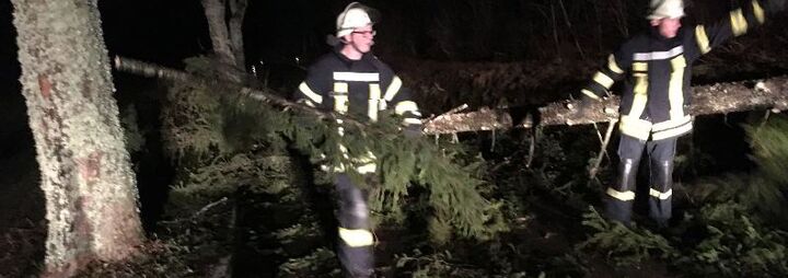 Bäume über Kreisstraßen