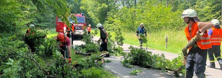 Baum über Kreisstraße